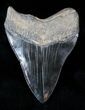 Beautiful Megalodon Tooth - Medway Sound #12876-2